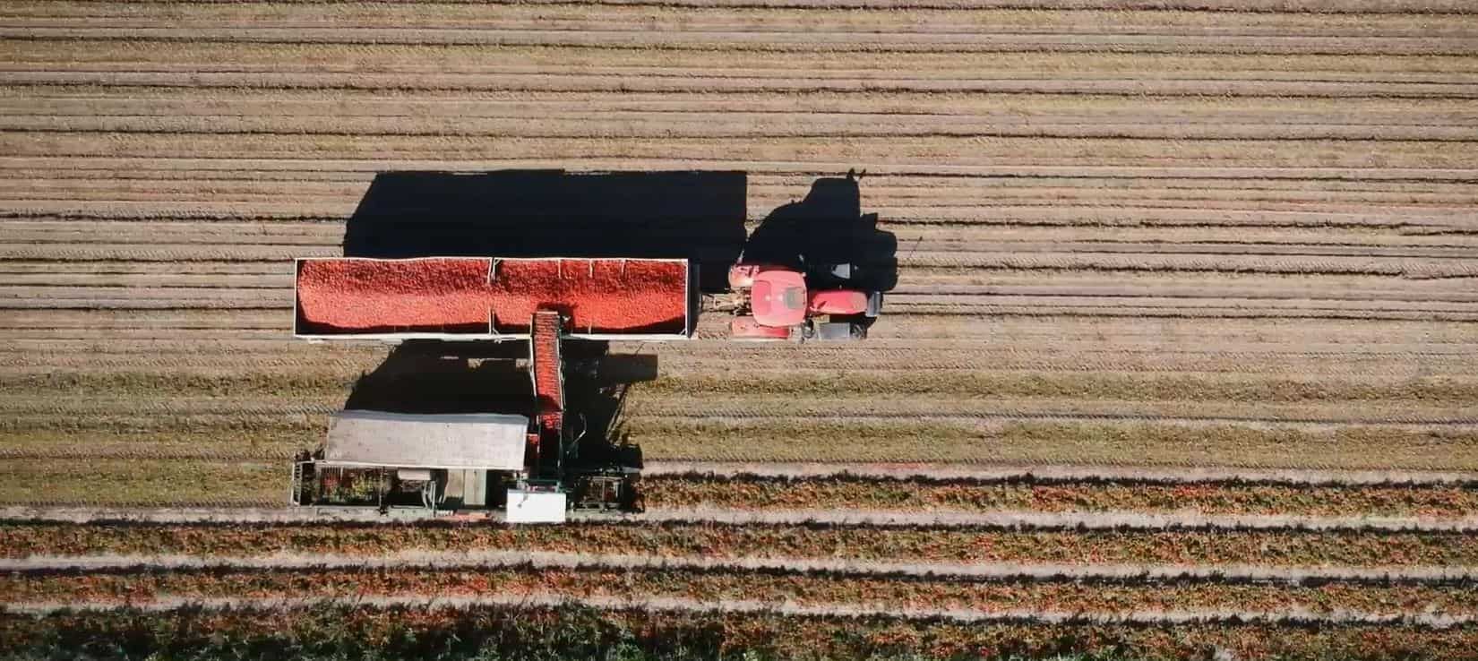 Raccolta pomodoro
