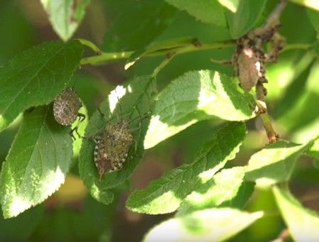 cimice asiatica