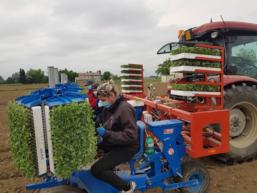 accordo sul prezzo del pomodoro