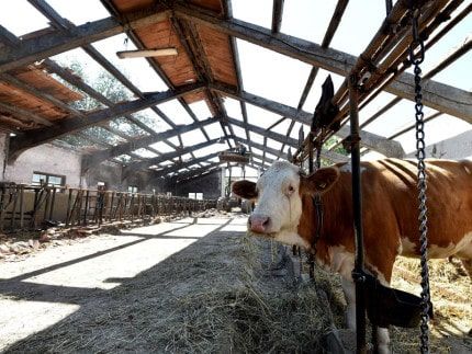 20161108 allevamenti terremoto marche 430x323