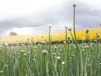 cipolla da seme
